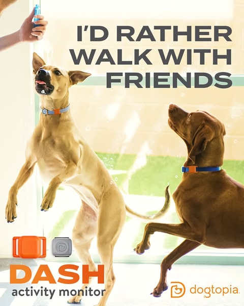 This vertical 4:5 ad for a dog activity monitor features two active dogs playing, using a bold, relatable headline to bridge the gap between pet lifestyle and tracking technology.